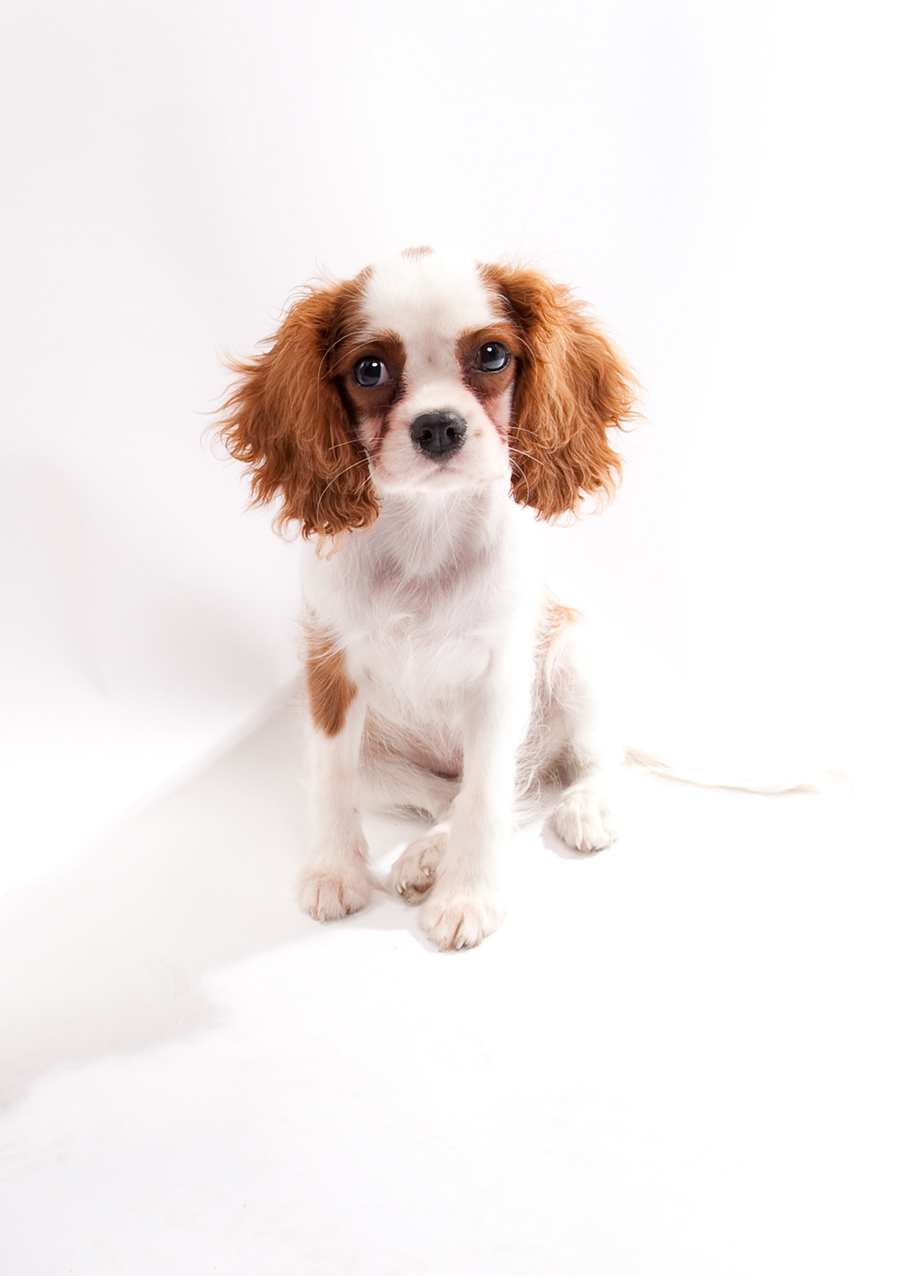 FFStudio Pets